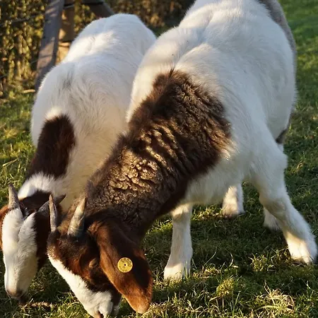 Mollehusets Oda ve Kahvaltı 3*