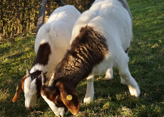 Mollehusets Bed and breakfast 3*